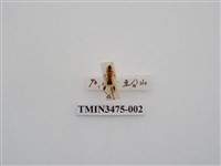 藏品(台灣粗腿小翅天牛)的圖片